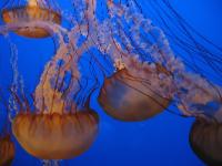 Aquarium de Monterey